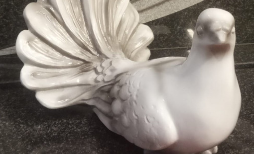 Голубь с пушистым хвостом